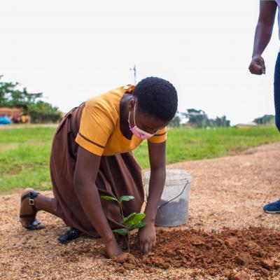 Planting of Trees 